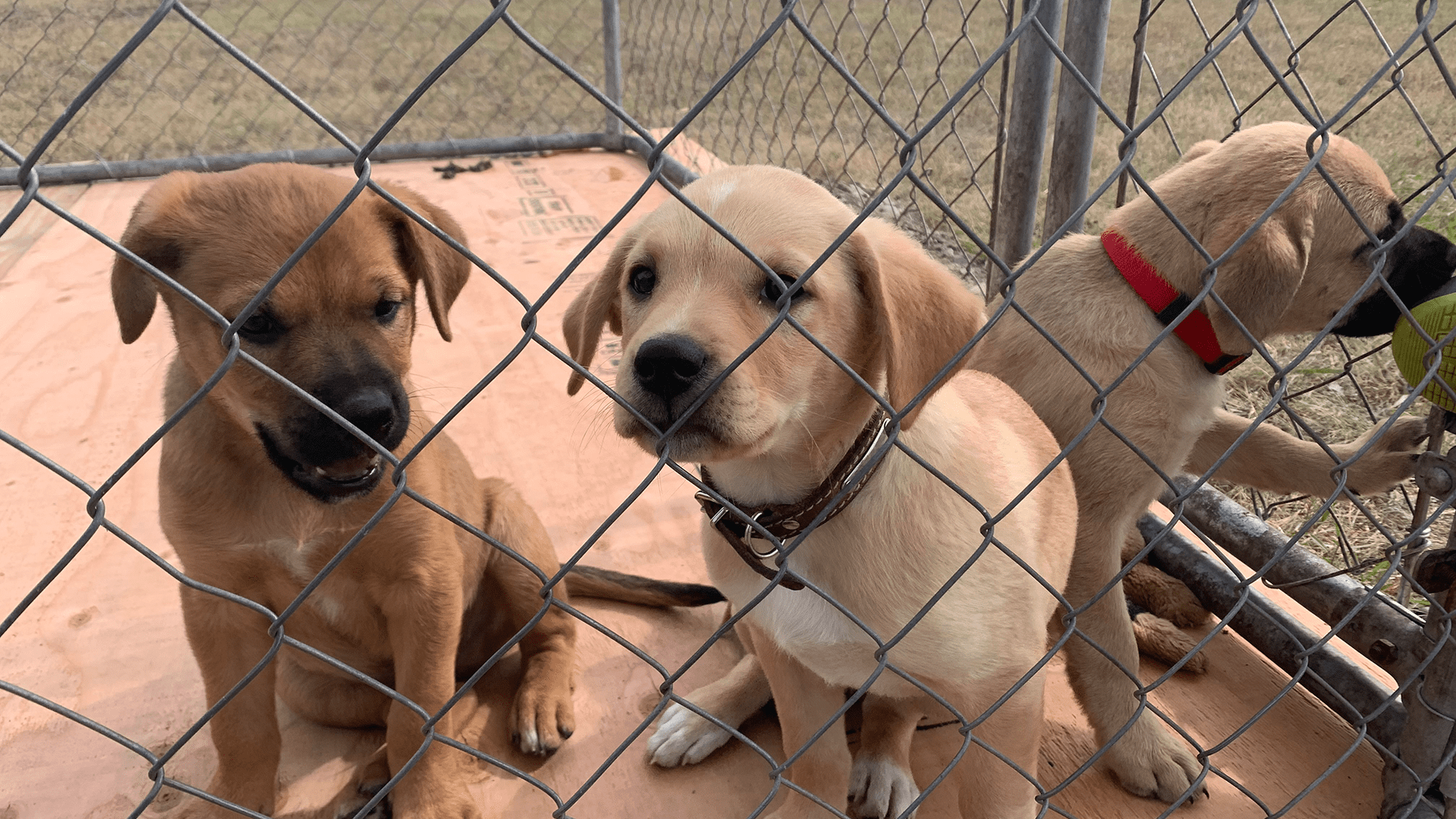 The rescue of Rez dogs: The good, the bad, and the ugly - APTN News