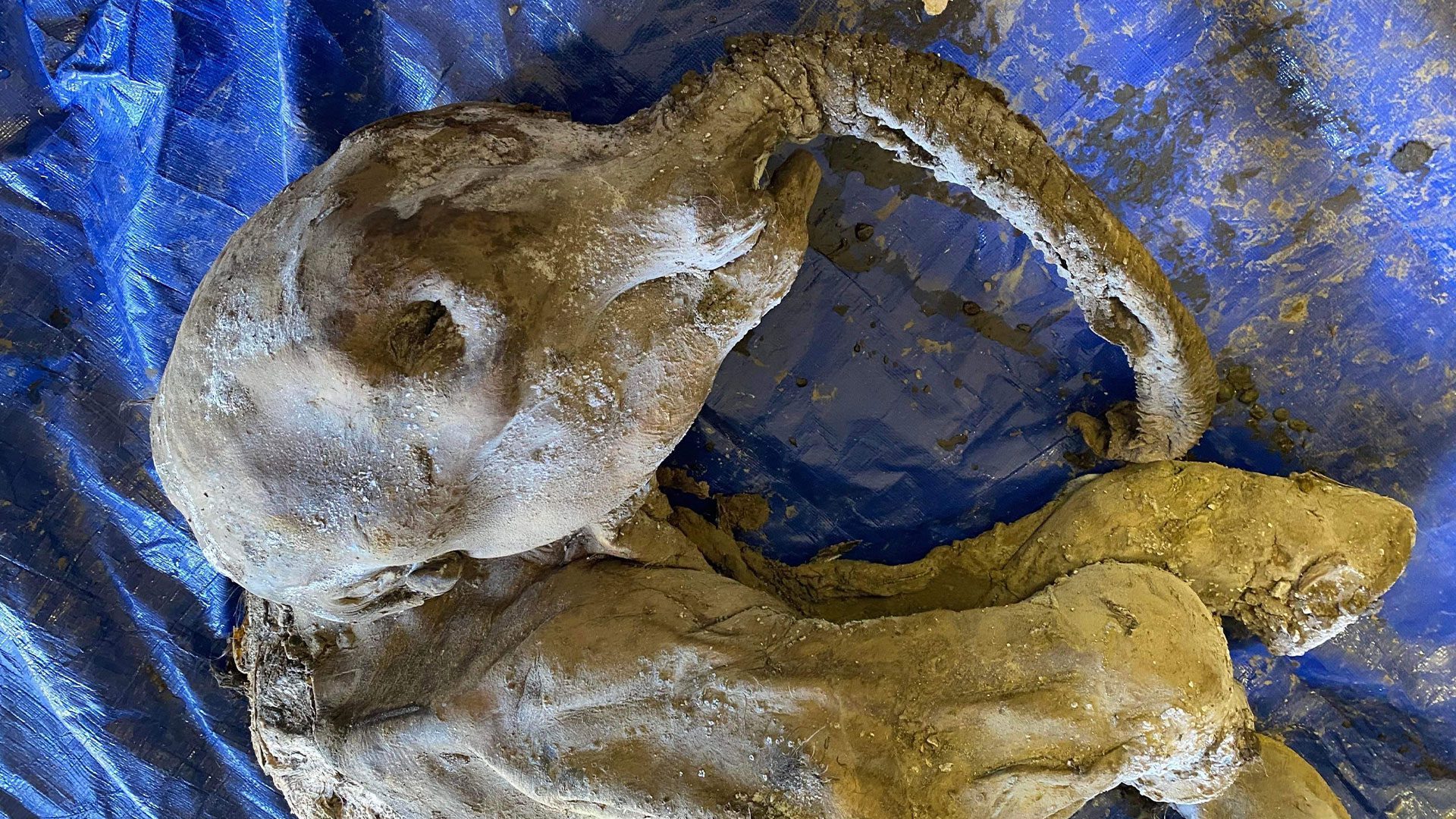 Placer miners discover woolly mammoth calf in Yukon